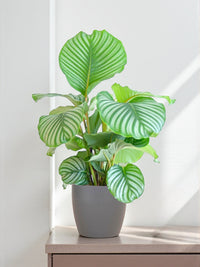 Calathea Orbifolia og dens potte