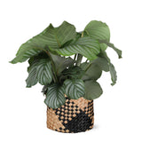 Livraison plante Calathea Orbifolia et son pot