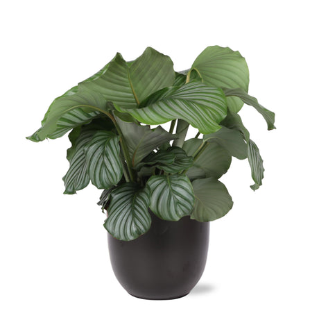 Livraison plante Calathea Orbifolia et son pot