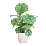 Livraison plante Calathea Orbifolia et son pot