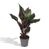 Livraison plante Calathea Ornata