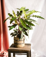 Livraison plante Calathea rufibarba