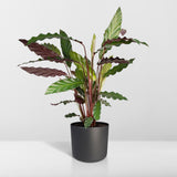 Livraison plante Calathea rufibarba