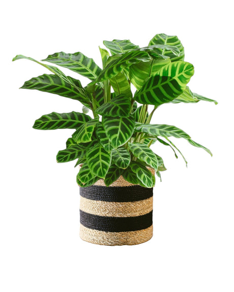 Livraison plante Calathea Zebrina