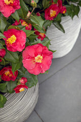 Livraison plante Camellia japonica 'Dr. King' - ↨90cm - Ø29cm