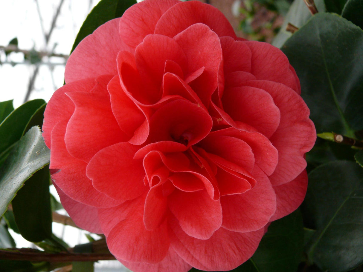 Livraison plante Camellia japonica 'Lady Campbell' - ↨90cm - Ø29cm