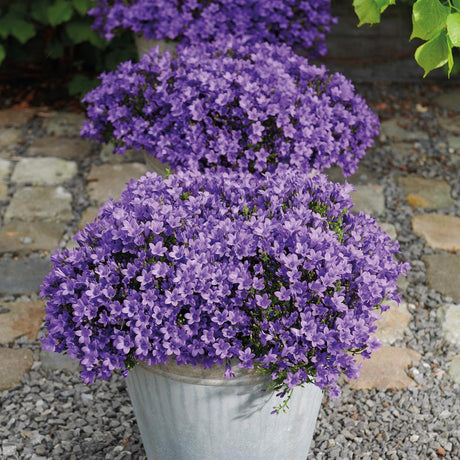 Livraison plante Campanula Addenda - 12 Plantes Jardin Violettes Hivernales