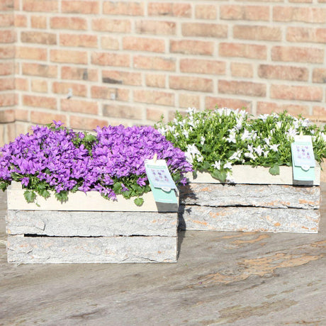 Livraison plante Campanula Addenda Ambella blanche – Coffret en bois avec 2 plantes