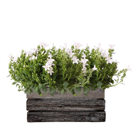 Livraison plante Campanula Addenda Ambella blanche – Coffret en bois avec 2 plantes