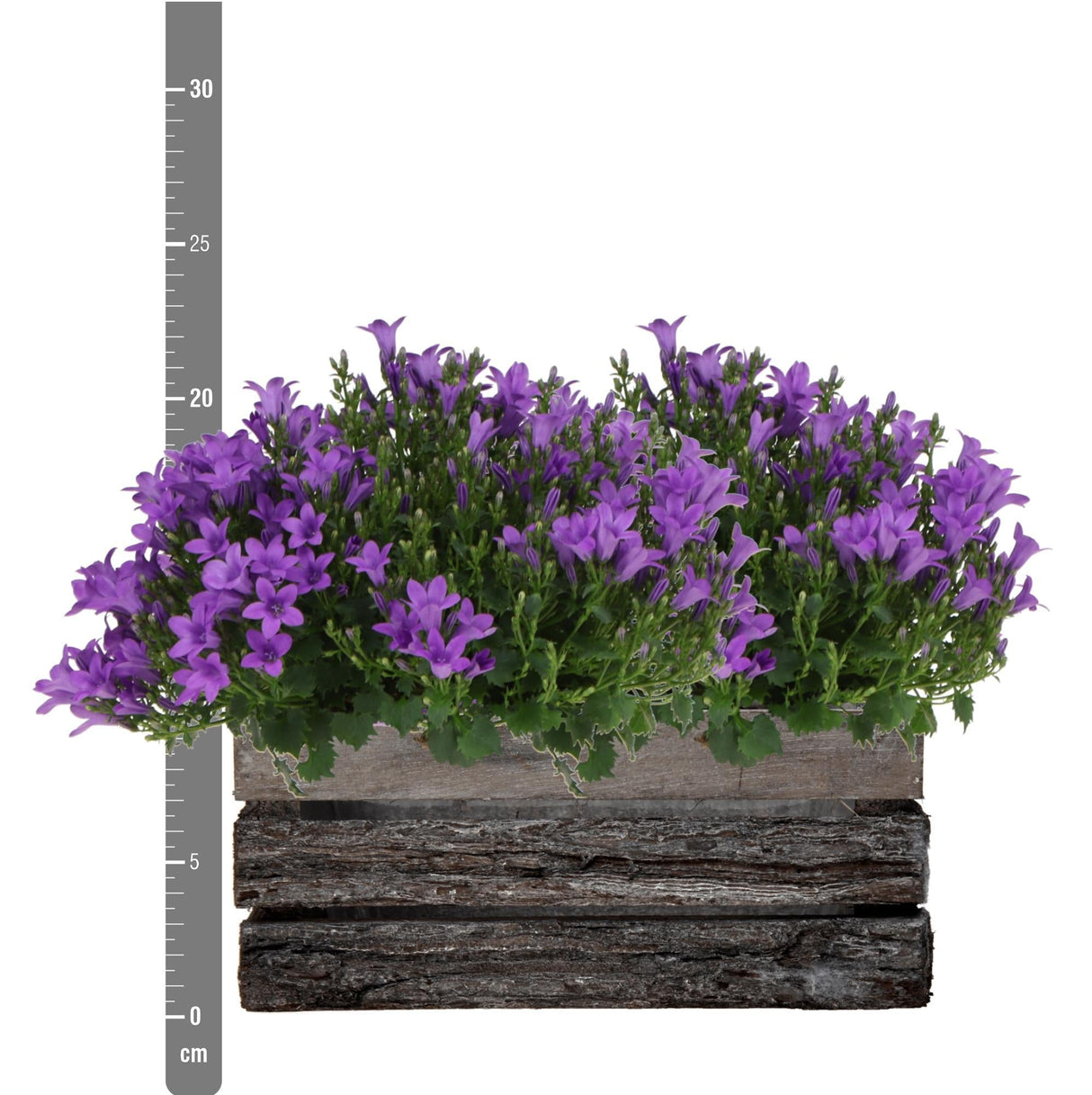 Livraison plante Campanula Addenda Ambella Intense Purple en Caisse de Bois