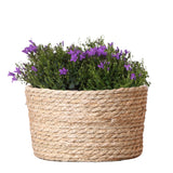 Livraison plante Campanula Addenda violette en panier d'osier avec réservoir d'eau