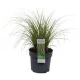 Livraison plante Carex Bruniena 'Variegata' - ↨30cm - Ø14 - graminées - plante d'extérieur