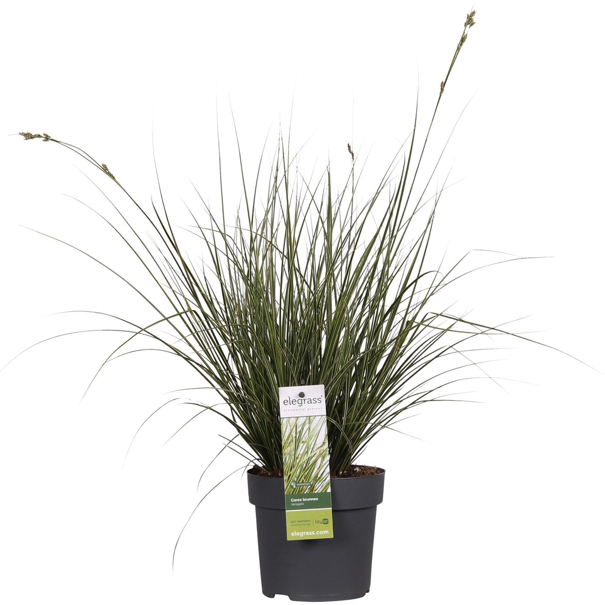 Livraison plante Carex Bruniena 'Variegata' - ↨30cm - Ø14 - graminées - plante d'extérieur