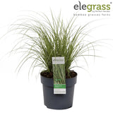 Livraison plante Carex Bruniena 'Variegata' - ↨30cm - Ø14 - graminées - plante d'extérieur