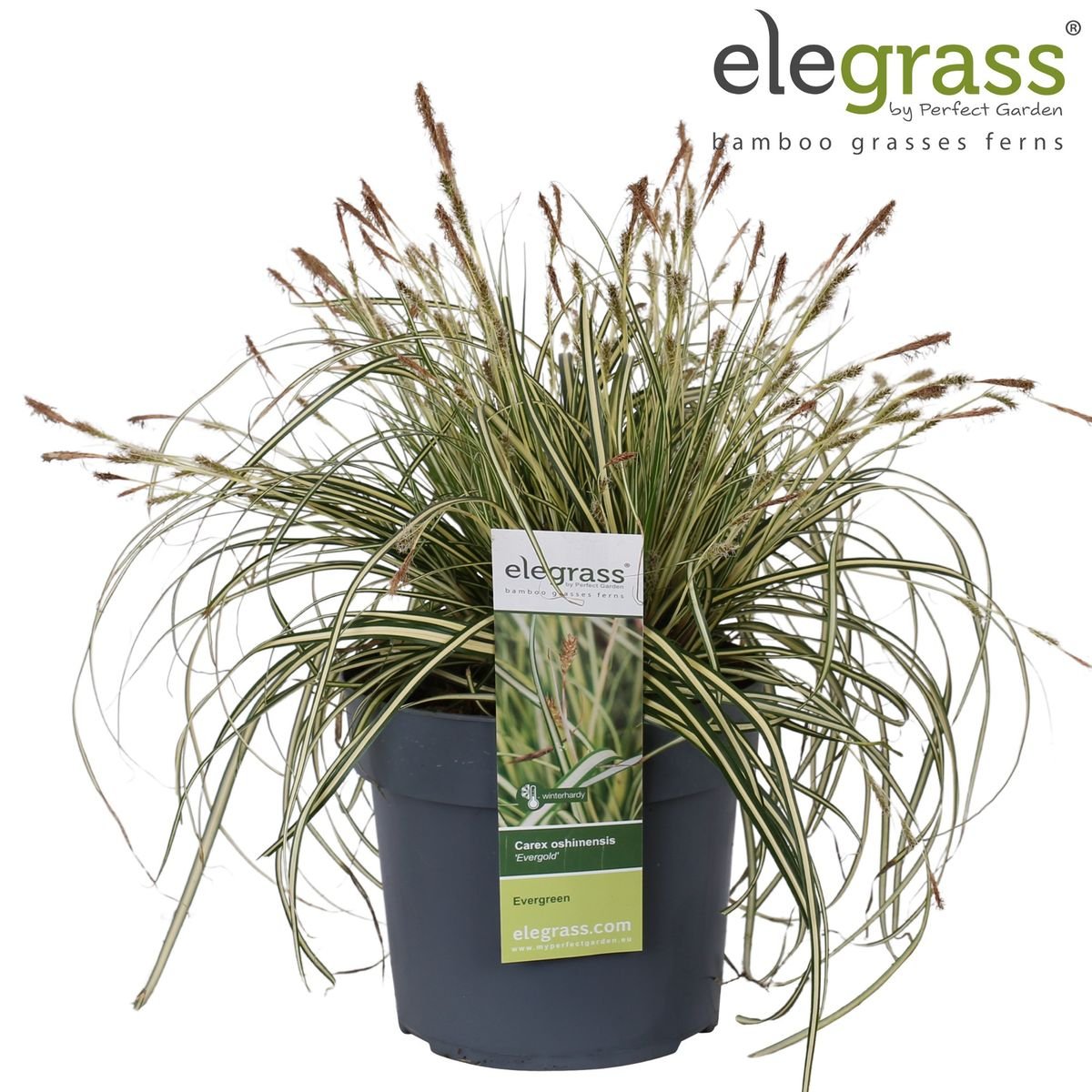 Livraison plante Carex Hachijoensis 'Evergold'