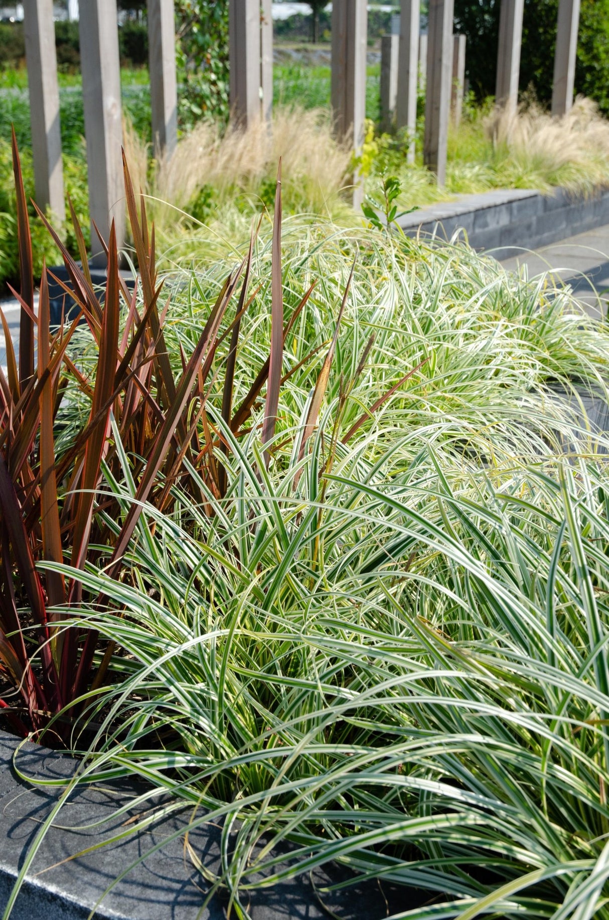 Livraison plante Carex hachijoensis 'Evergold'