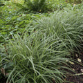 Japansk Starrbundt (Carex morrowii) 'Ice Dance'