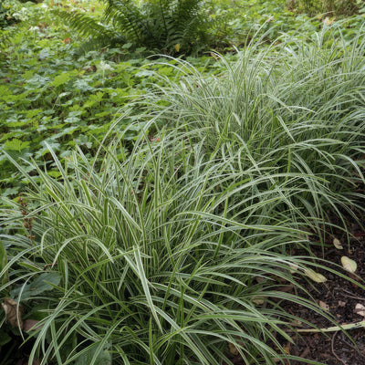 Japansk Starrbundt (Carex morrowii) 'Ice Dance'