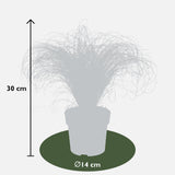 Livraison plante Carex, lot de 5 plantes - h30cm, Ø14cm - plantes d'extérieur