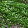 Japansk Starrskov (Carex morrowii) 'Carex Morrowii'
