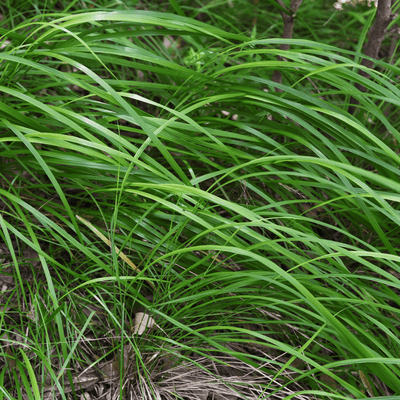 Japansk Starrskov (Carex morrowii) 'Carex Morrowii'