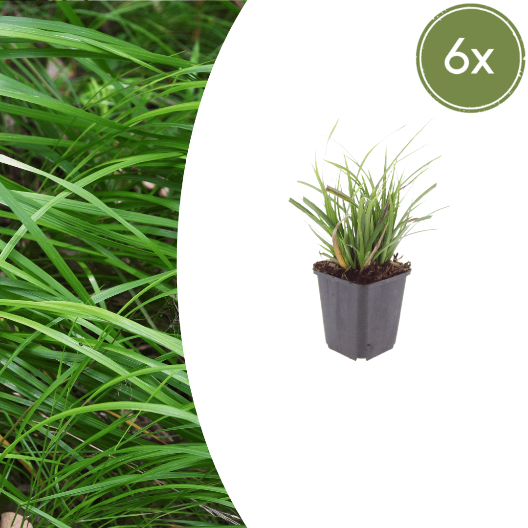 Livraison plante Carex morrowii