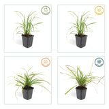 Livraison plante Carex morrowii 'Ice Dance' - Lot de 6