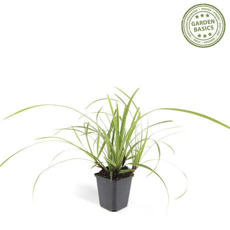 Livraison plante Carex morrowii 'Ice Dance' - Lot de 6