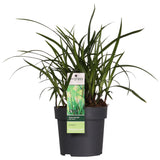 Livraison plante Carex morrowii 'Irish Green'