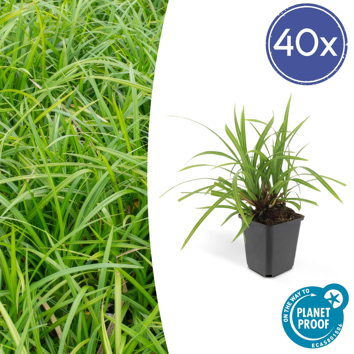 Livraison plante Carex morrowii Irish Green