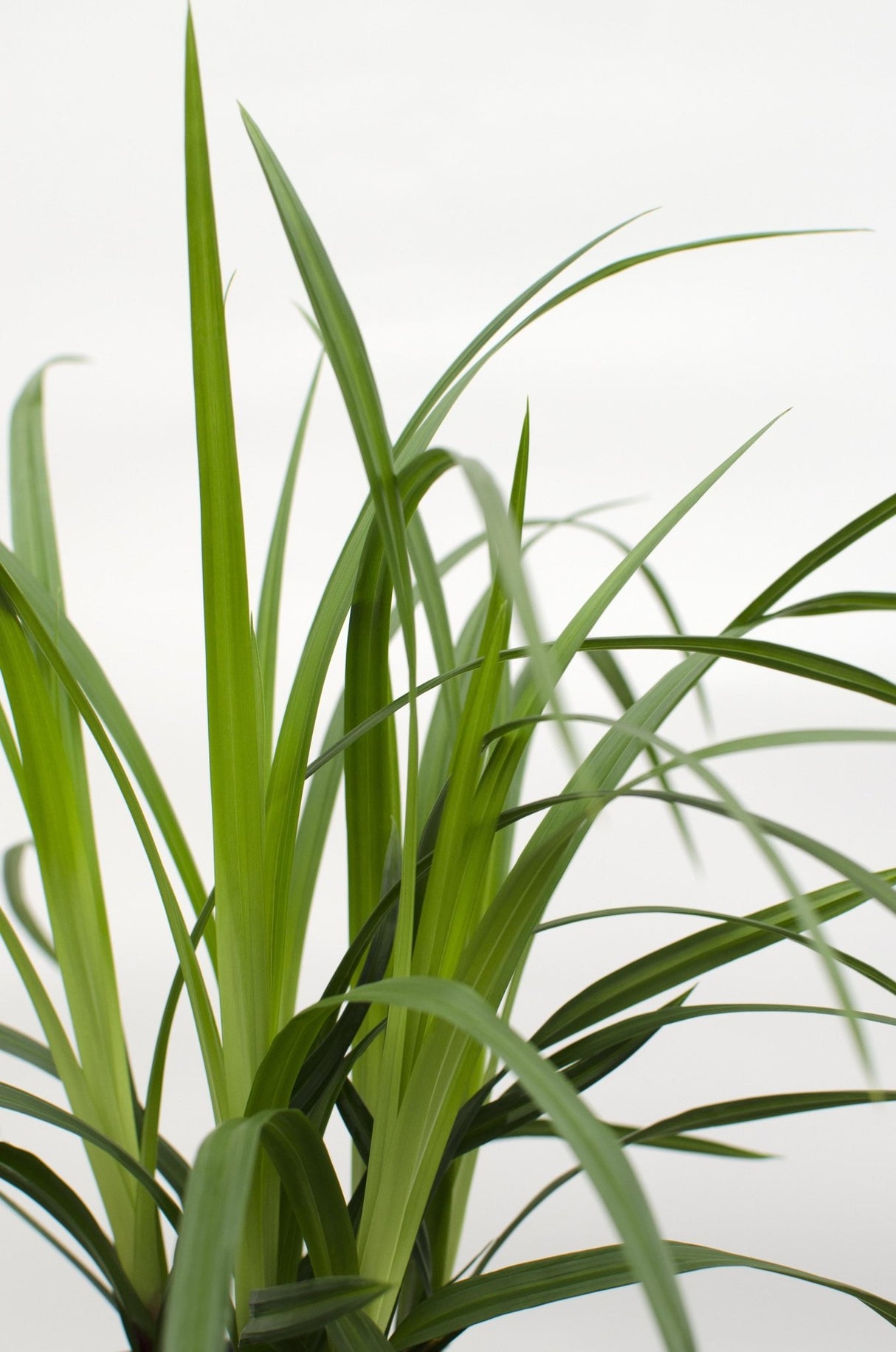 Livraison plante Carex morrowii 'Irish Green' - Lot de 3