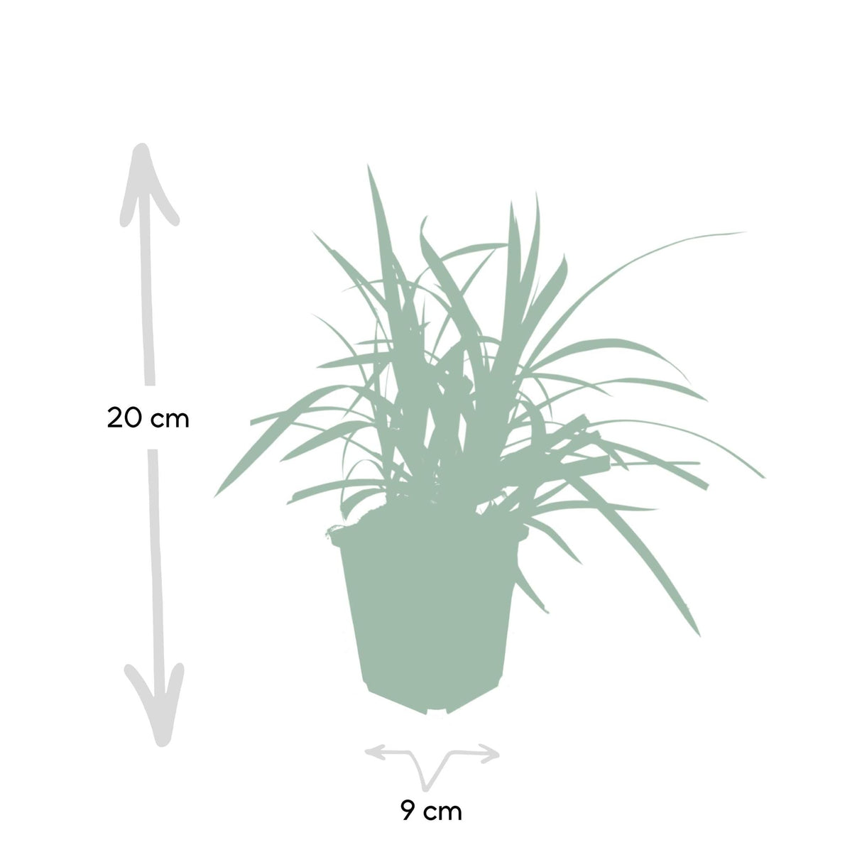 Livraison plante Carex morrowii 'Irish Green' - Lot de 6