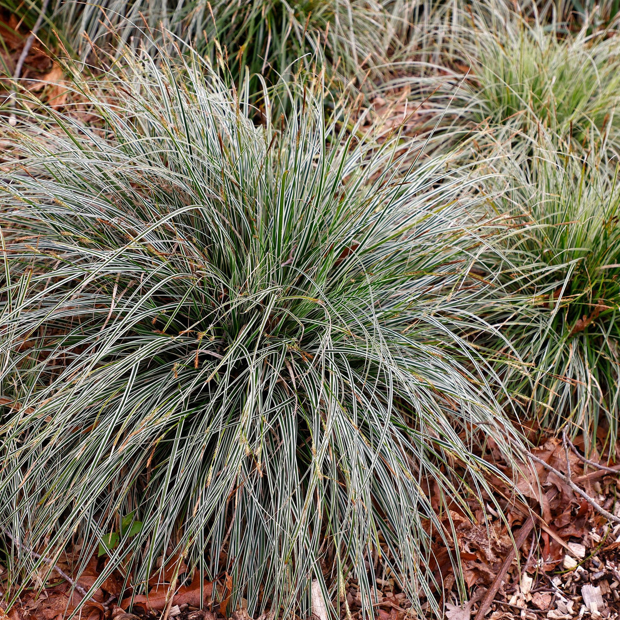 Livraison plante Carex oshimensis Everest – Pot 17 cm – Hauteur 50 cm