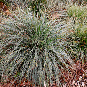 Livraison plante Carex oshimensis Everest – Pot 17 cm – Hauteur 50 cm