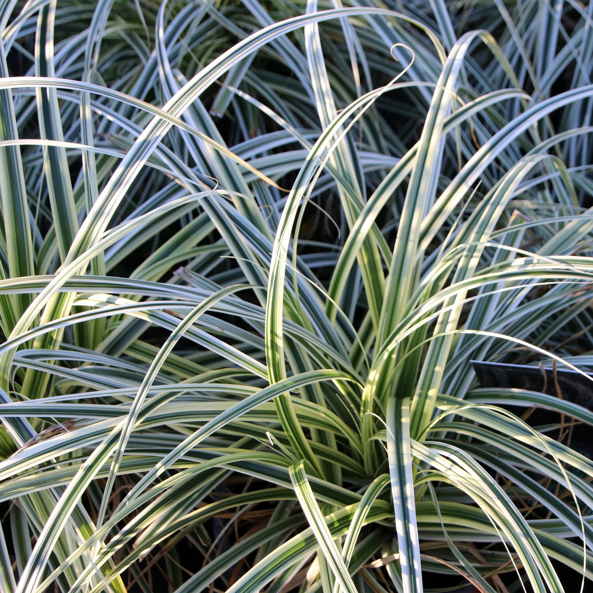 Livraison plante Carex oshimensis Everest – Pot 17 cm – Hauteur 50 cm