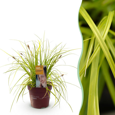 Livraison plante Carex oshimensis Everillo – Pot 17 cm – Hauteur 50 cm