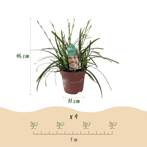 Livraison plante Carex oshimensis Intense Green – Pot 17 cm – Hauteur 50 cm