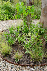 Livraison plante Carex Variegata laîche lot de 3 - ↨30cm - Ø14 - plante vivace extérieur
