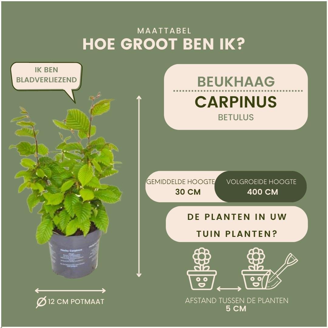 Livraison plante Carpinus Betulus - Lot de 6