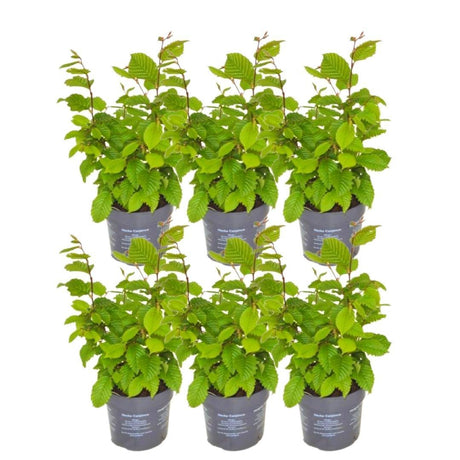 Livraison plante Carpinus Betulus - Lot de 6