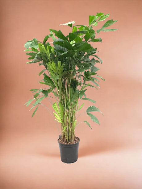 Livraison plante Caryota Mitis - 140 cm - ø24