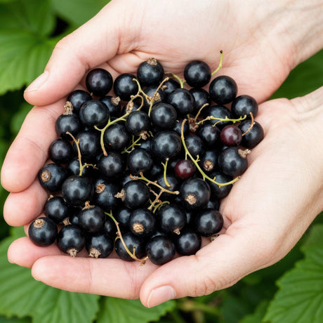 Livraison plante Cassis Titania – Lot de 3 – Pot 9 cm