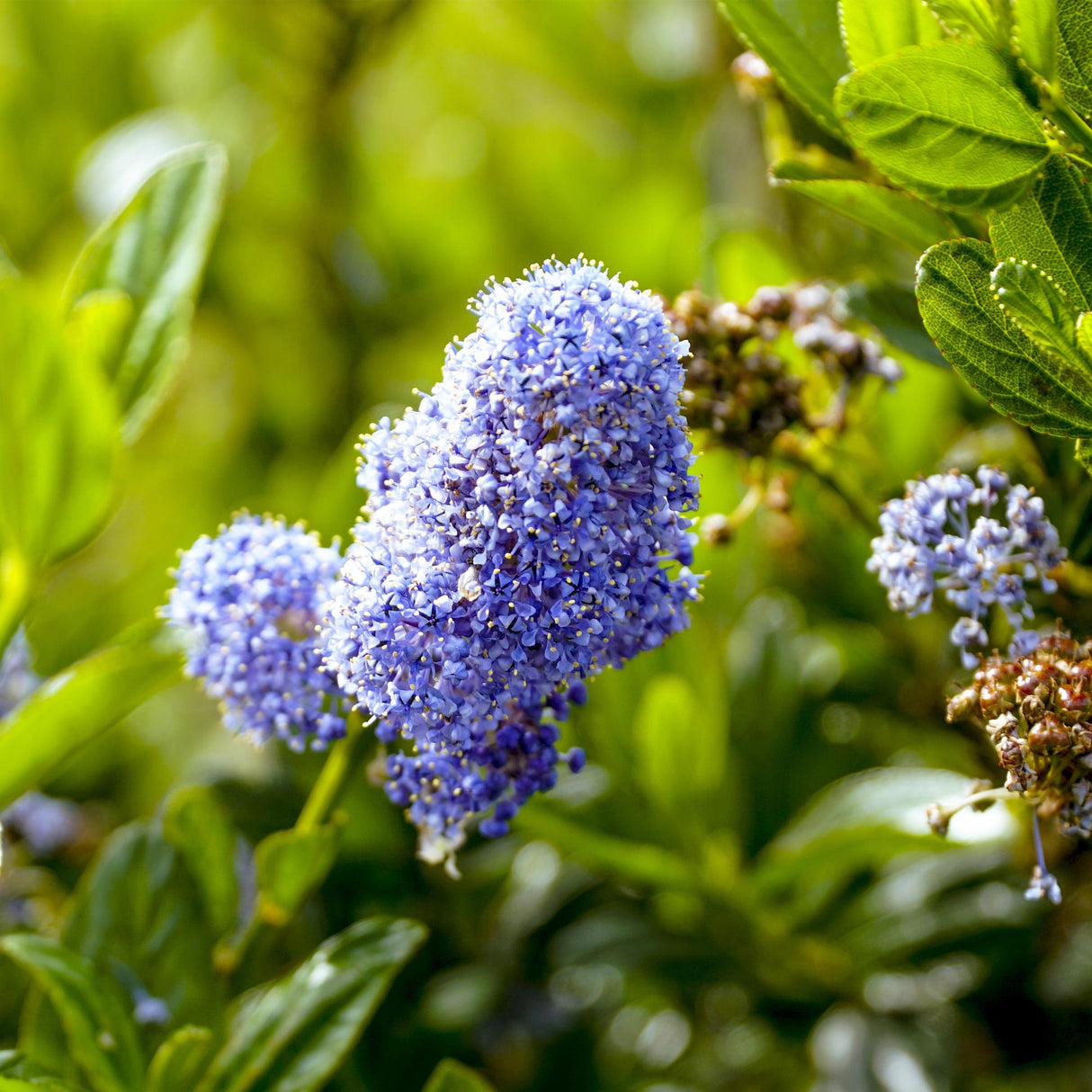 Livraison plante Ceanothus impressus Victoria – Pot 19 cm – Hauteur 90 cm