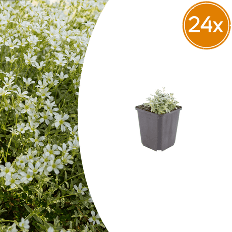 Livraison plante Céraiste tomenteux