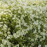 Livraison plante Céraiste tomenteux