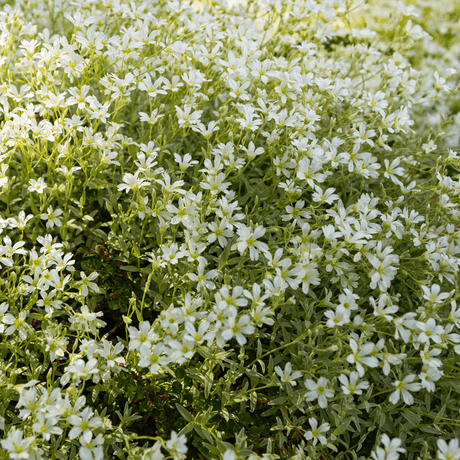 Livraison plante Céraiste tomenteux