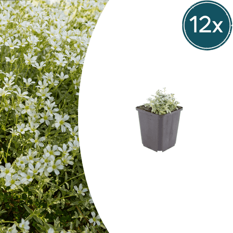Livraison plante Céraiste tomenteux
