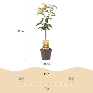 Livraison plante Cerisier Regina – Lot de 1 – Pot 21 cm – Hauteur 90 cm