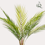 Livraison plante Chamaedorea artificiel - h50cm, Ø15cm