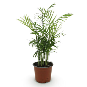 Livraison plante Chamaedorea elegans